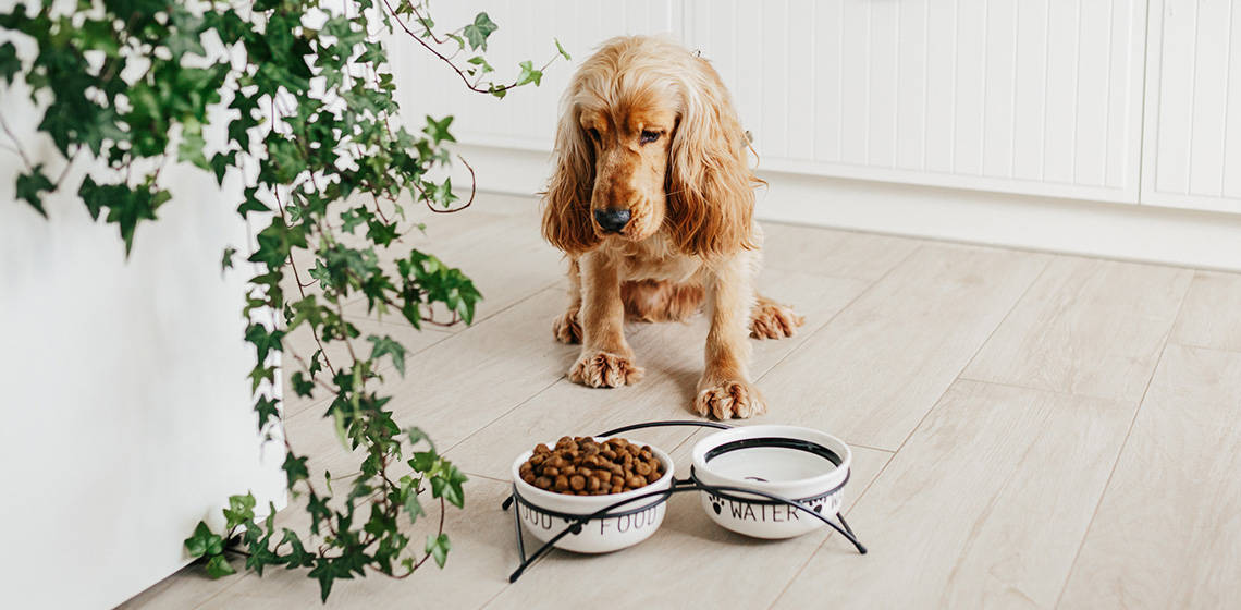 What Should I Feed My Dog With An Upset Stomach?