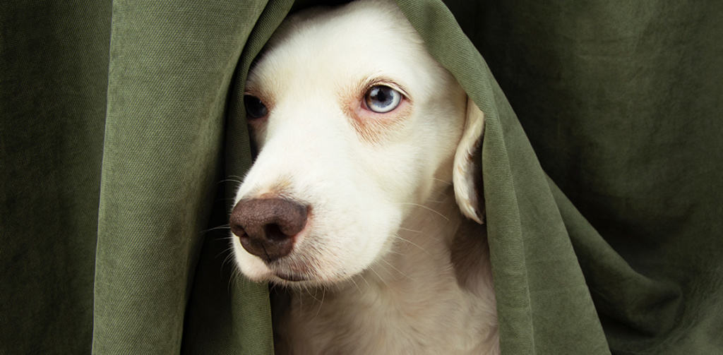 Dog Panic Attack Explained: Symptoms, Treatments and Causes - The Vets