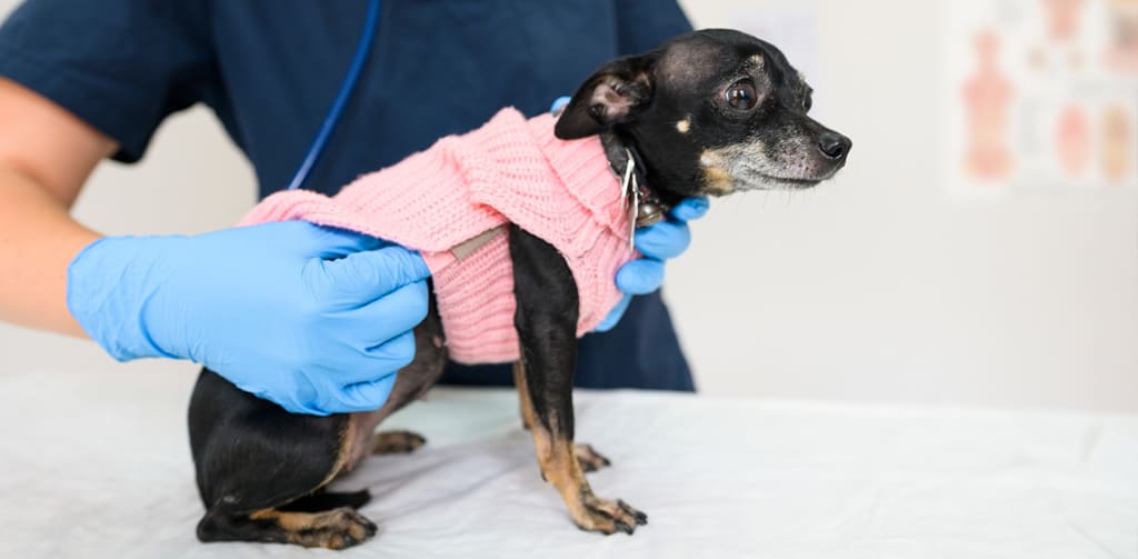 female dog at vet check-up