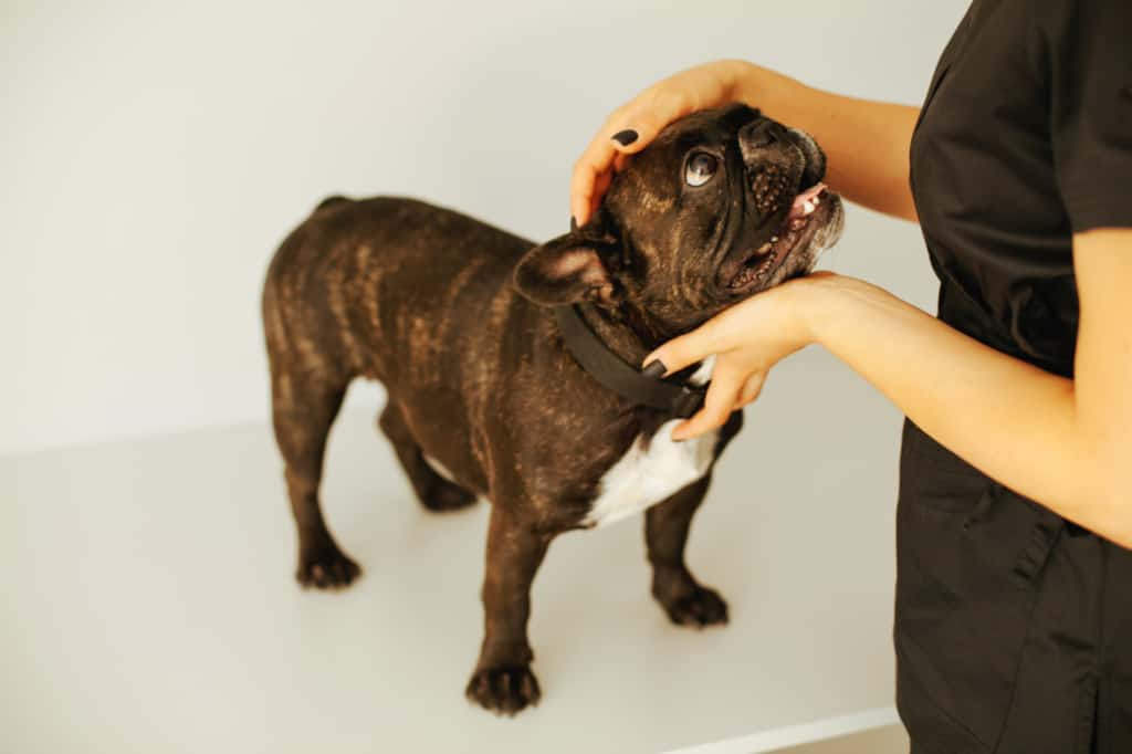 dog at vet visit