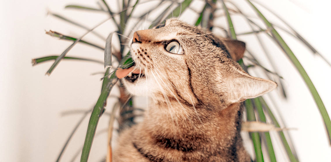 Which Plants Are Poisonous To Cats 