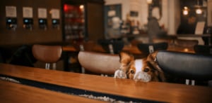 dog friendly bars seattle