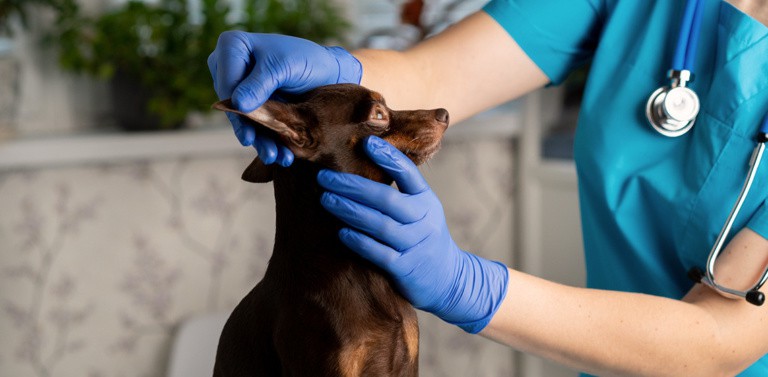 Dog Ear Infections: Symptoms, Causes, and Treatment - The Vets