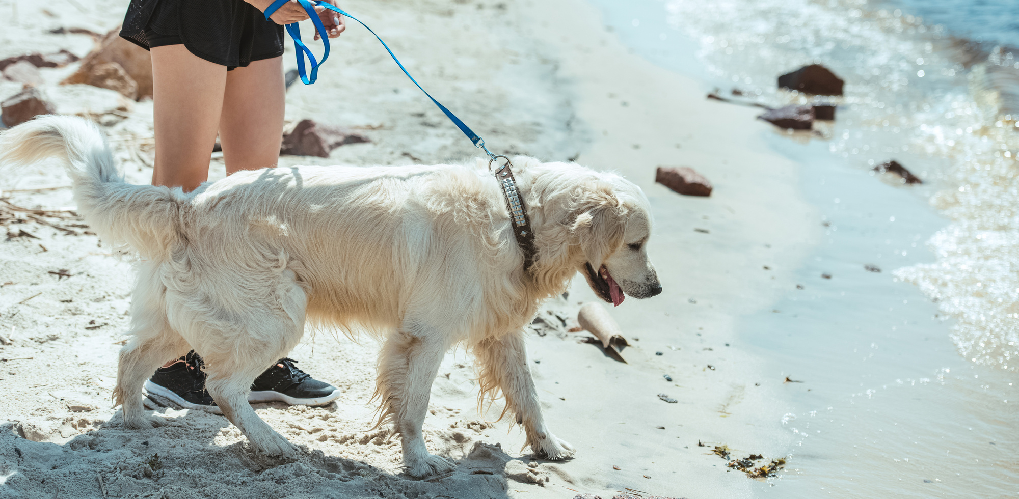 Dog-friendly beaches near Seattle