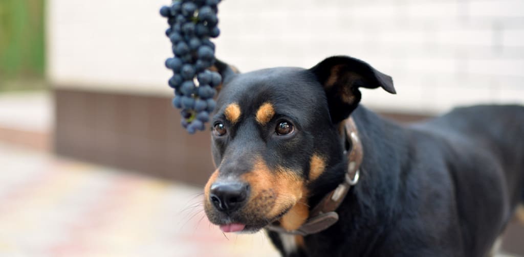 Dog Eat Grapes