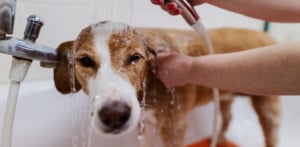 using dish soap on dog