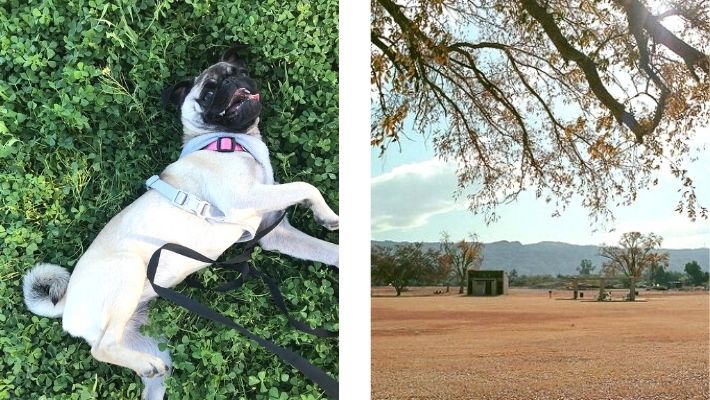 Esteban Dog Park in Phoenix