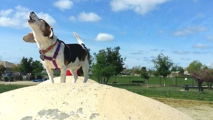 Jacinto Creek Dog Park