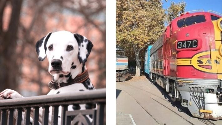 Dog Friendly Railroad Museum in Sacramento