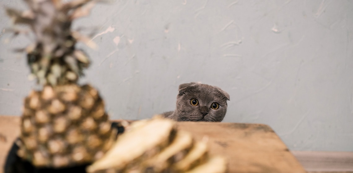 Can Cats Eat Pineapple? - The Vets