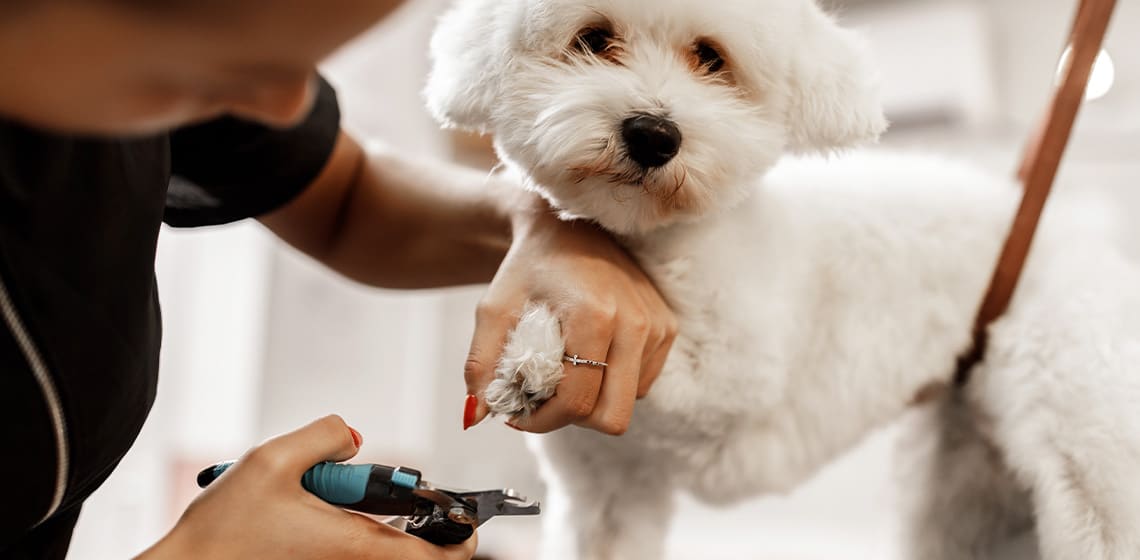 How To Cut Dog Nails? A Complete How-To Guide | K9NatureSupplements