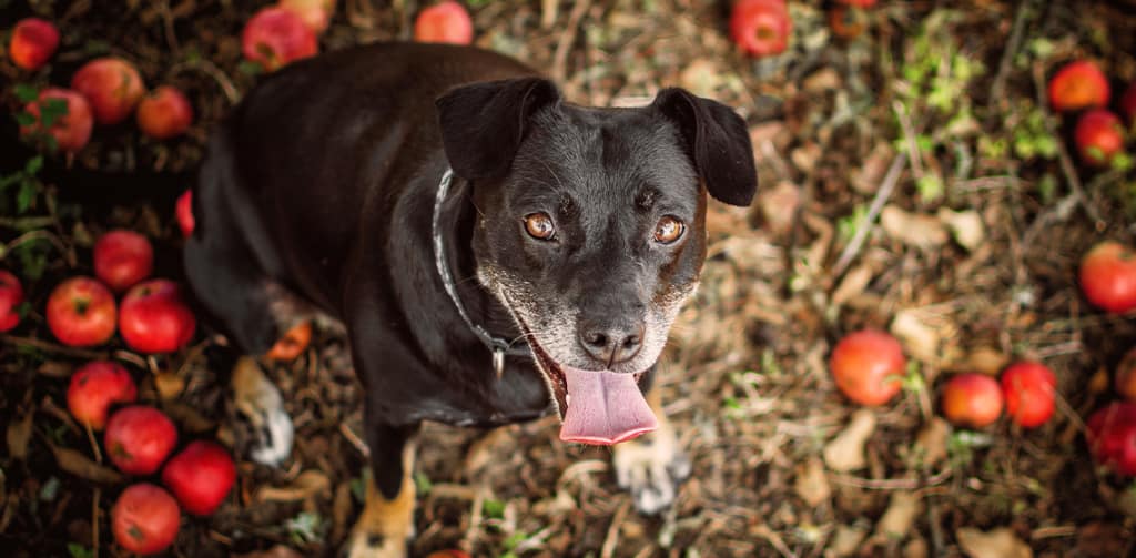 dog in apples