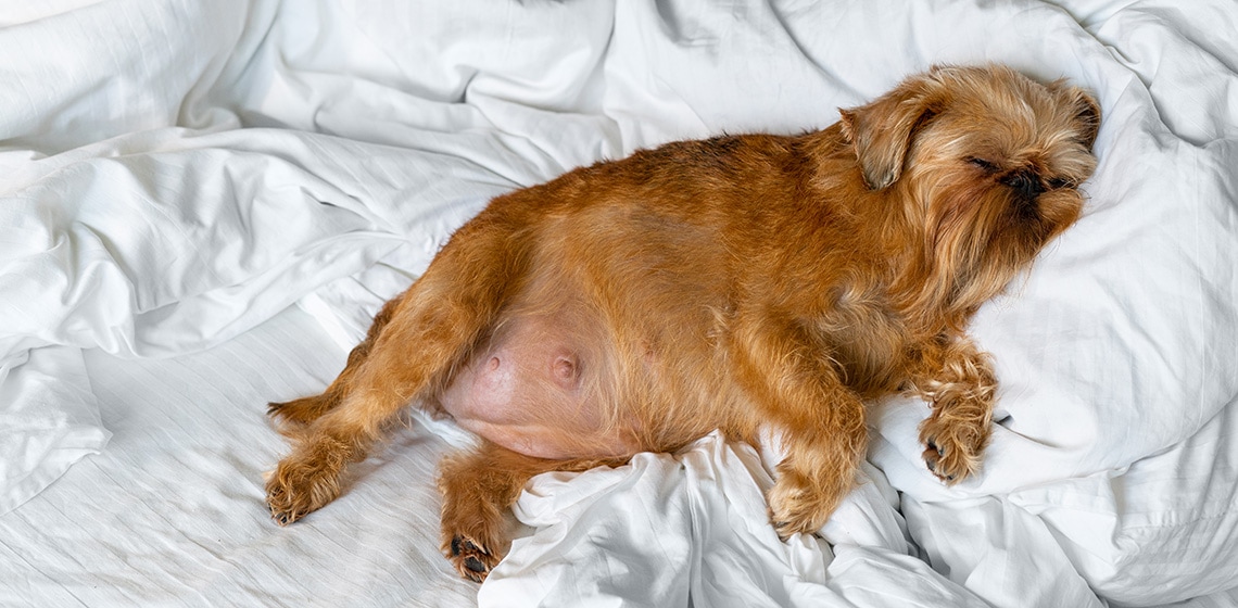 Dog pregnancy – Your questions answered - The Vets