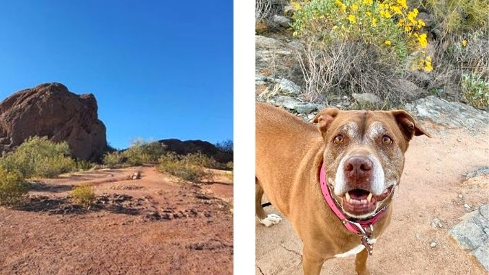 Beverly Hike Canyon hiking dog