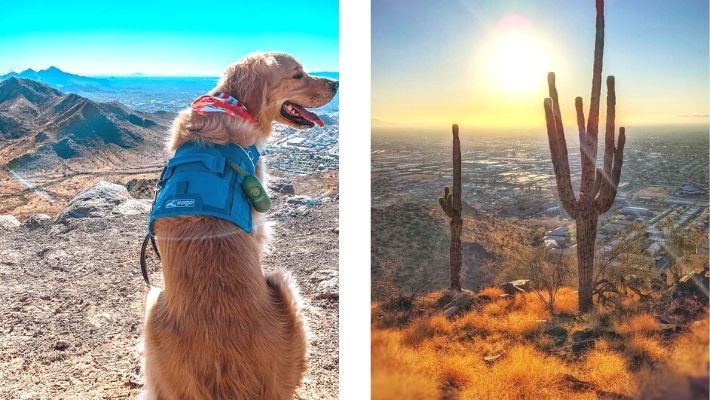 Shaw Butte Hiking with Dogs