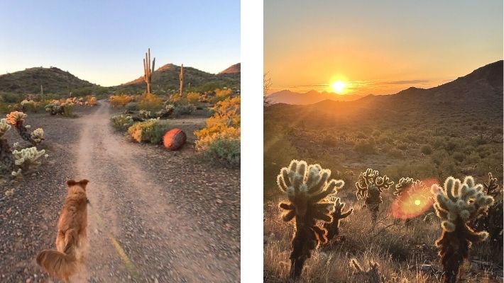 Desert Tortoise Trail in Phoenix Area