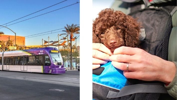 Valley Metro ride with a dog