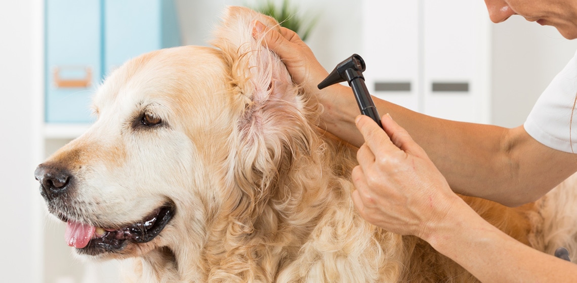 Hematoma in dogs' ear