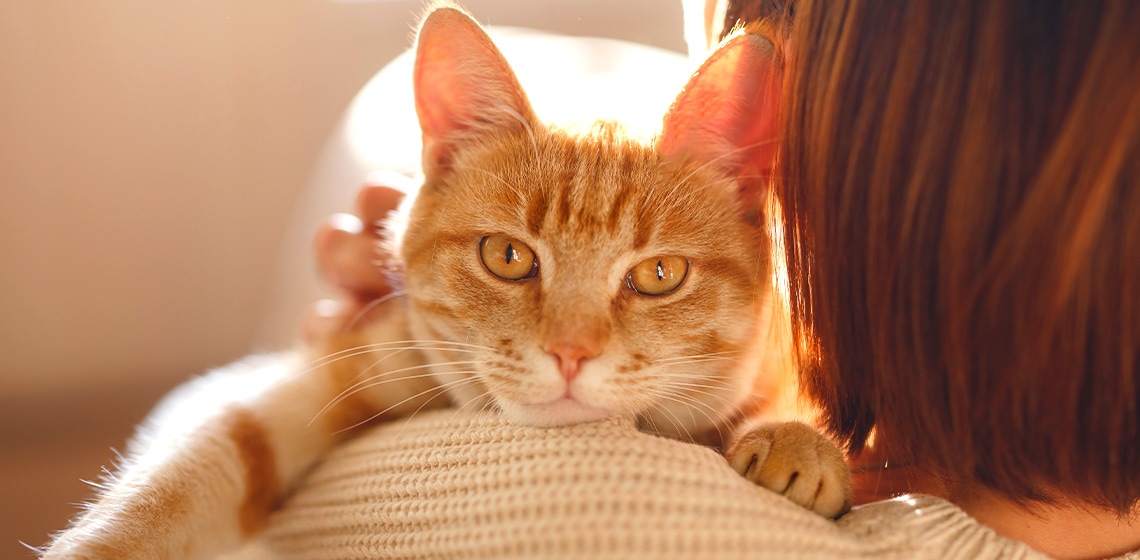 Facts about orange cats