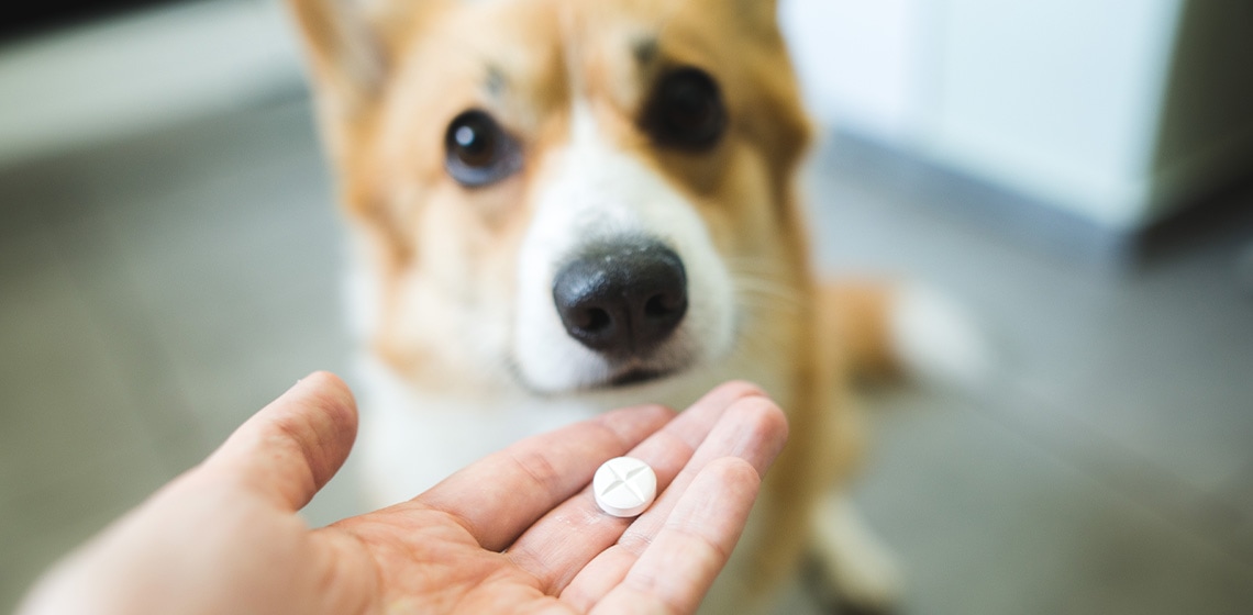 can a dog overdose on trazodone