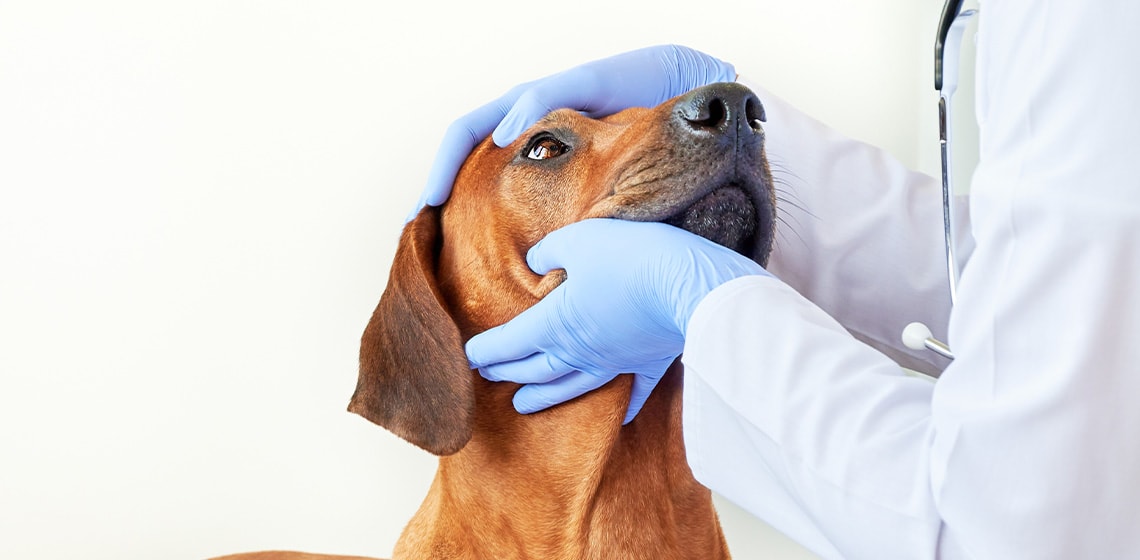 should-i-be-worried-about-my-dog-s-eye-discharge-the-vets