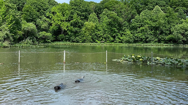 Prospect park dog field