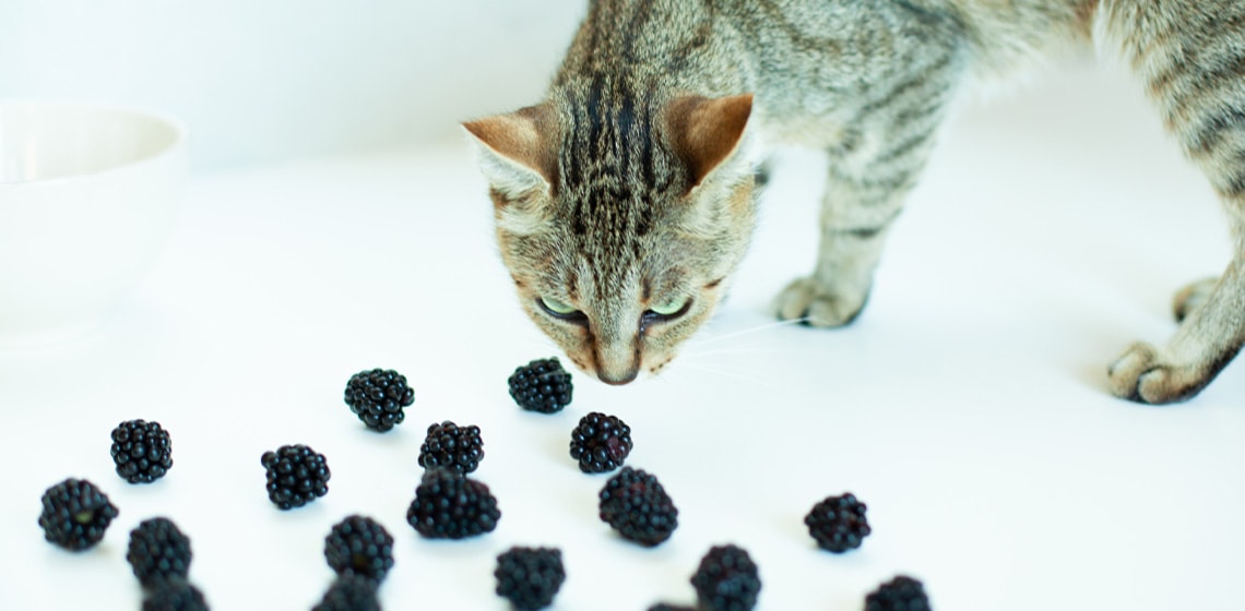Can cats have blackberries?