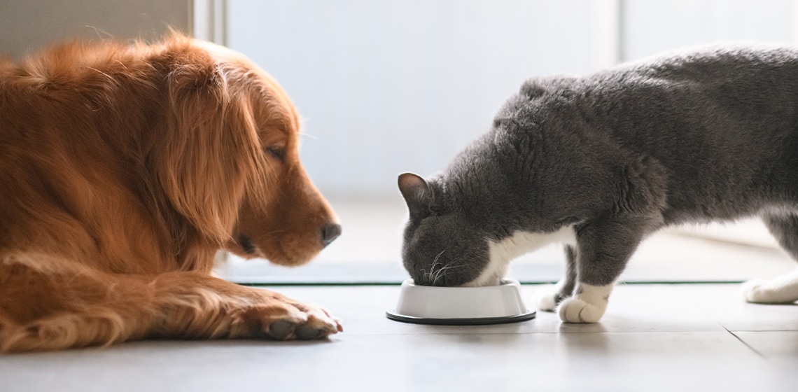Can cats eat dogs food?