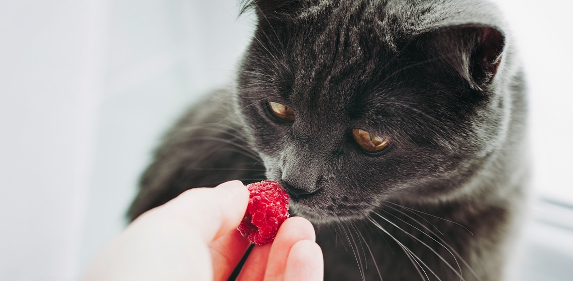 Can cats eat raspberries?