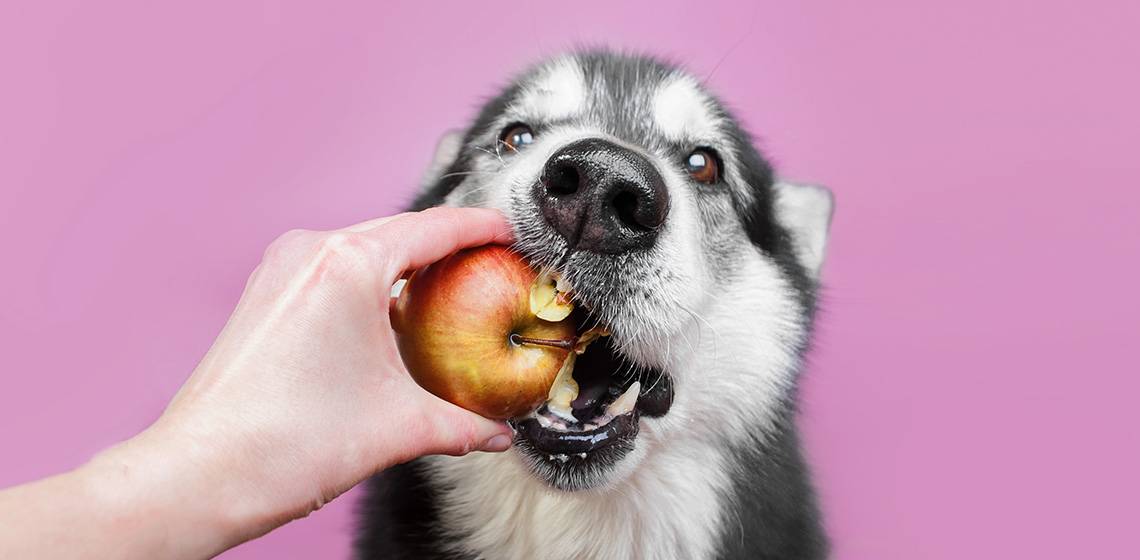 Husky Siberian dog eating fruit