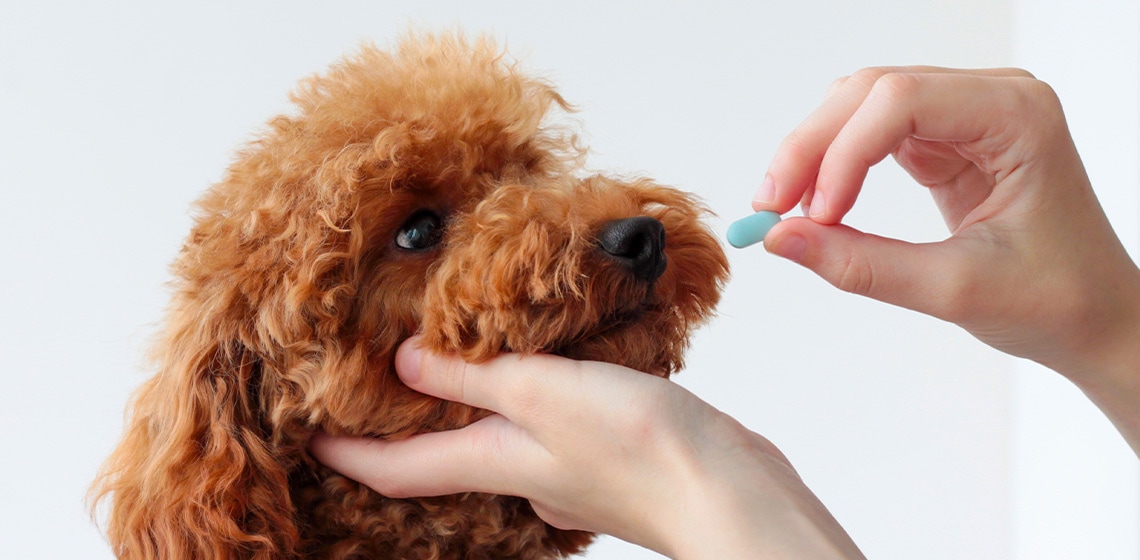 Can I give my dog melatonin?