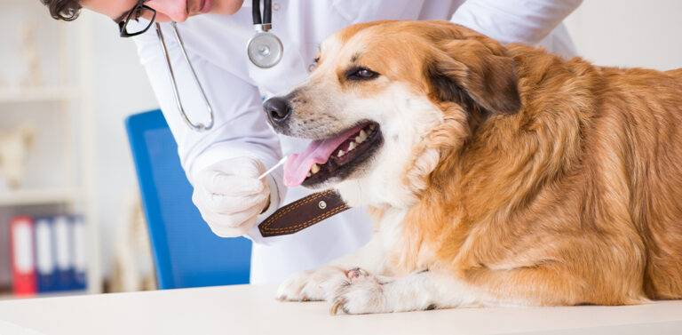 Monkeypox in Dogs – Your Questions Answered - The Vets