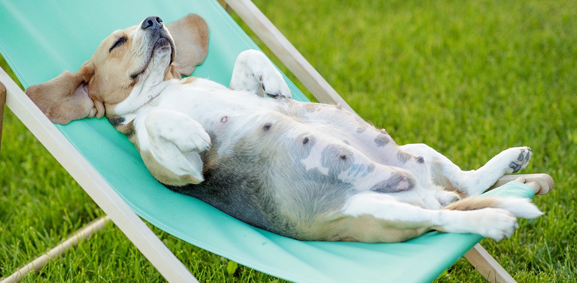 pregnant dog lying on sun chair