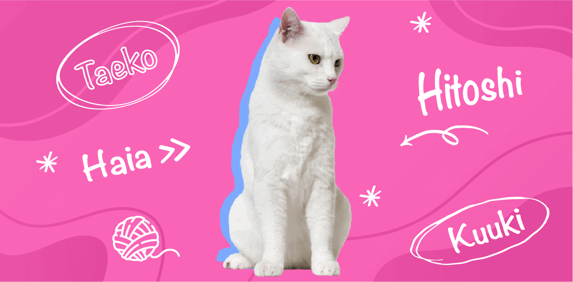 Melodic And Meaningful Japanese Cat Names The Vets Blog   White Cat 