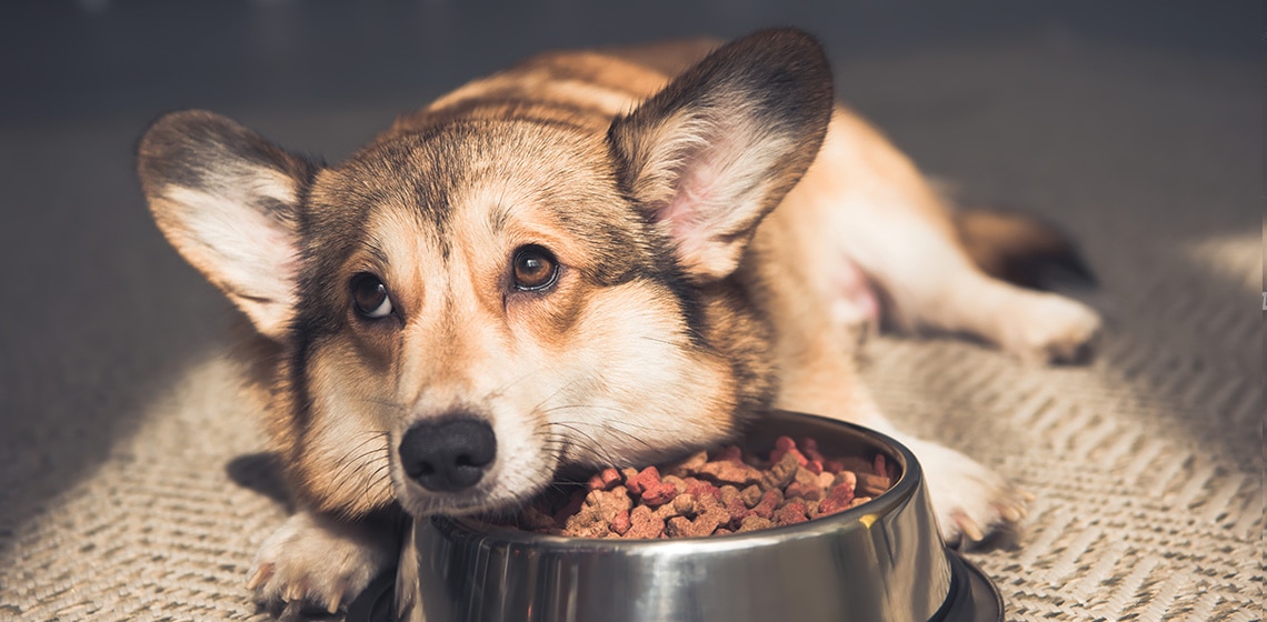 Dog not eating deals food