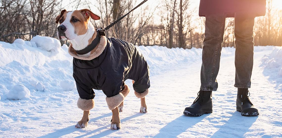 How cold is too cold for a dog?