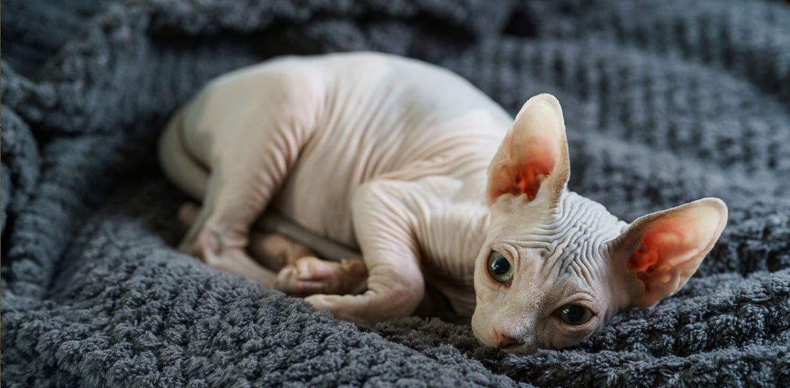 hairless cat laying in bed