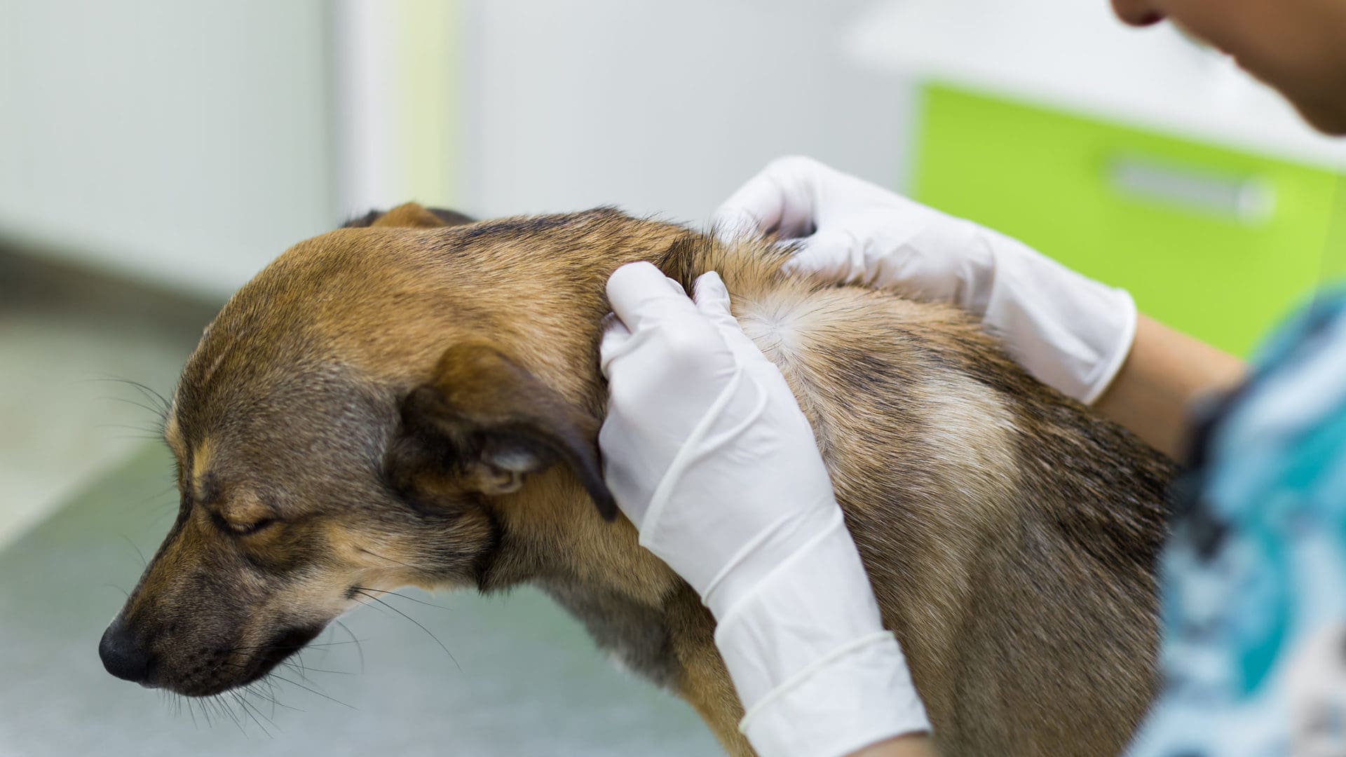 Physical exam of the dog at the veterinarian