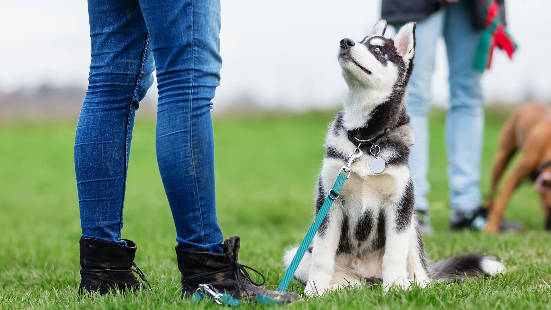 woman with a husky puppy at the puppy school