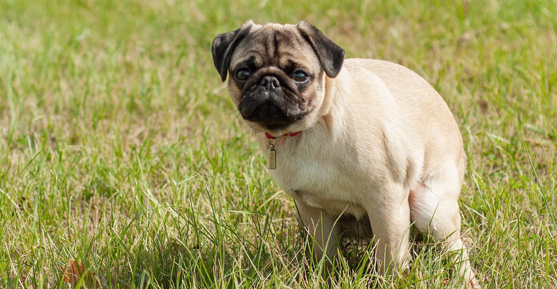 a pug puppy pooping