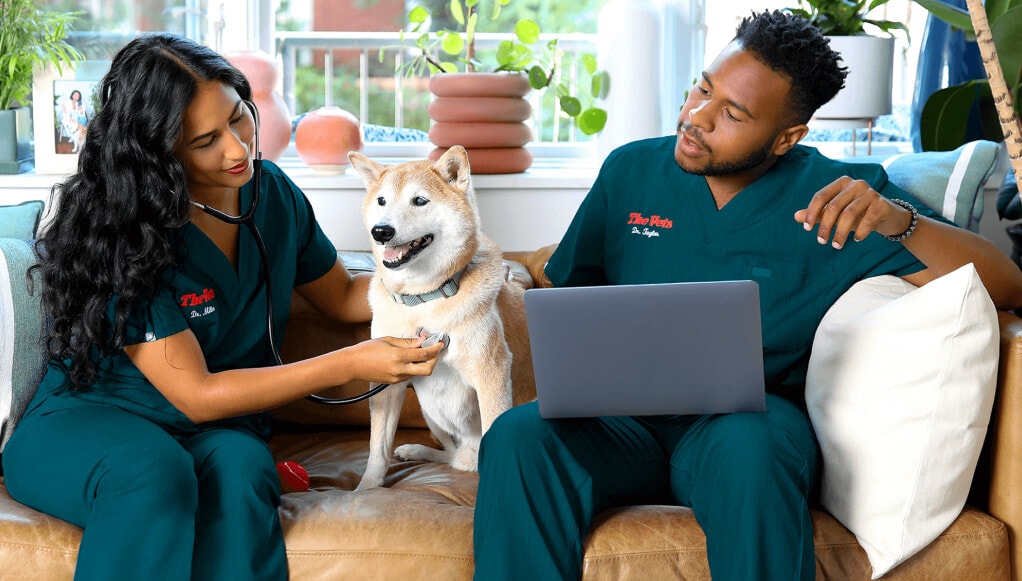 at home vet services The Vets