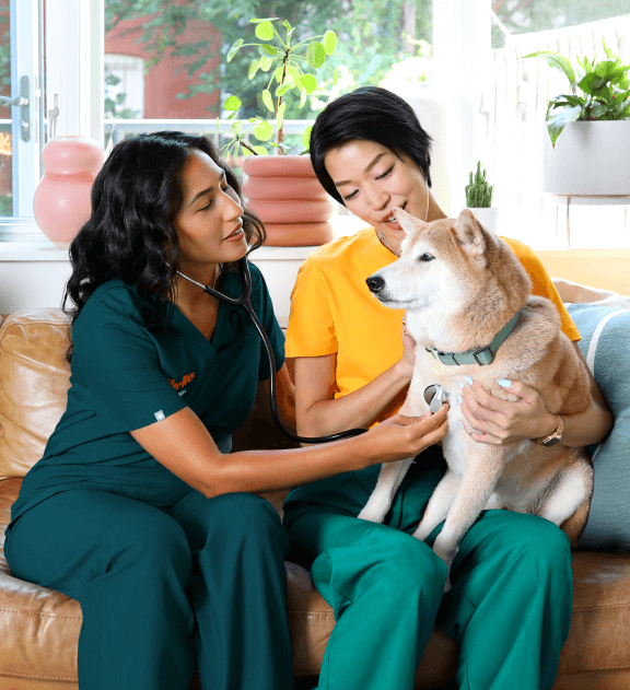 at home vet services The Vets