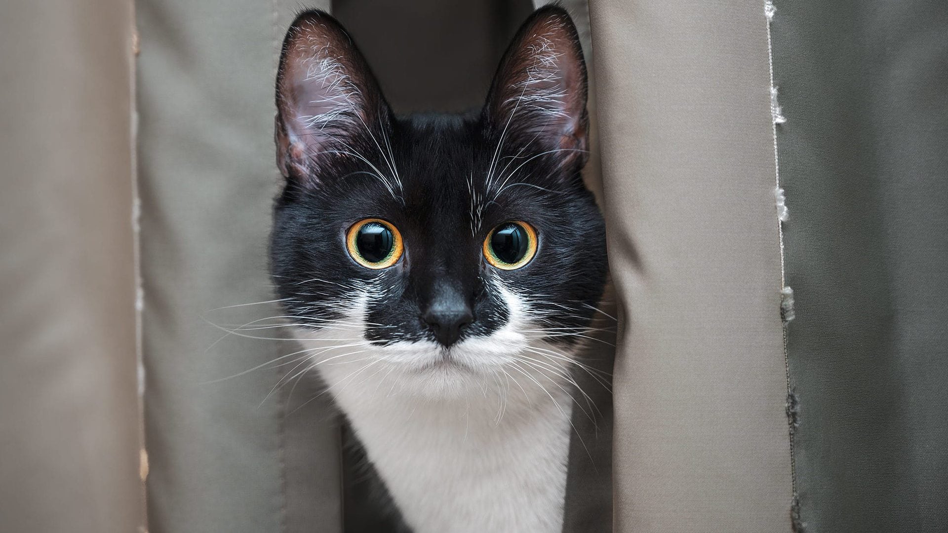 black and white cat staring