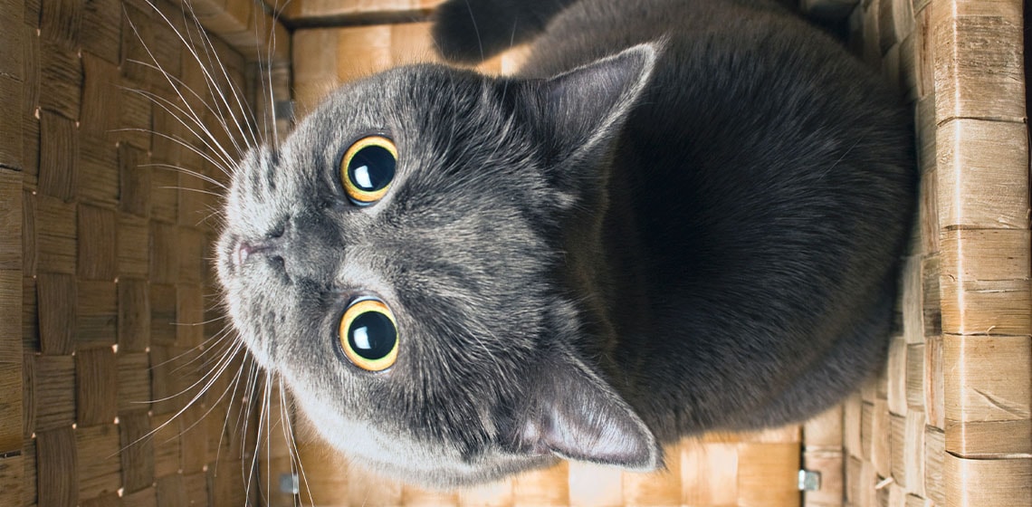 Why Your Cat Stares at You  