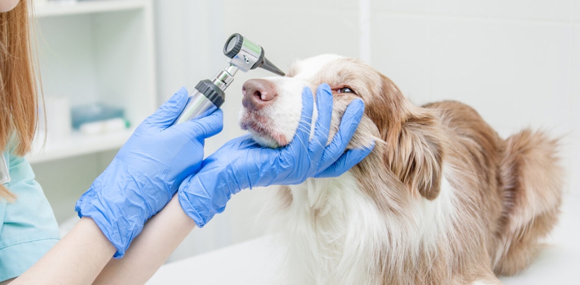 Vet examining dog with cataracts