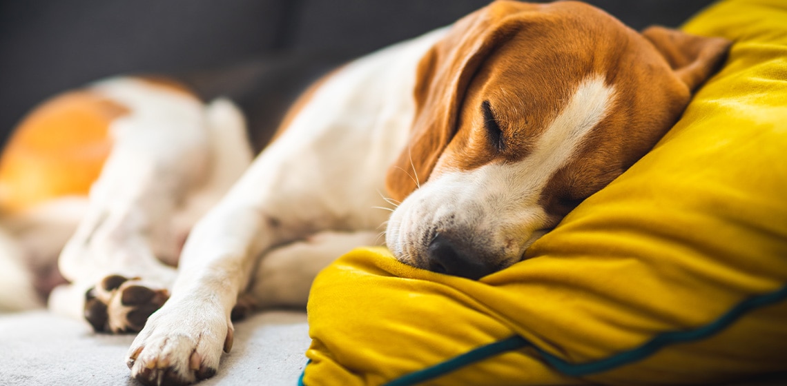 beagle dog sleeping on a sofa