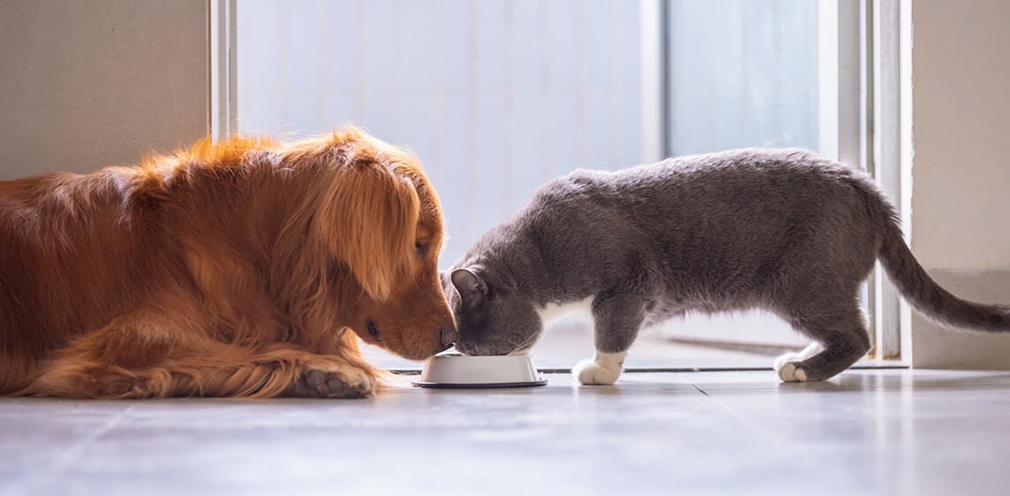 Golden Retriever and British shorthair cats are eating cat food