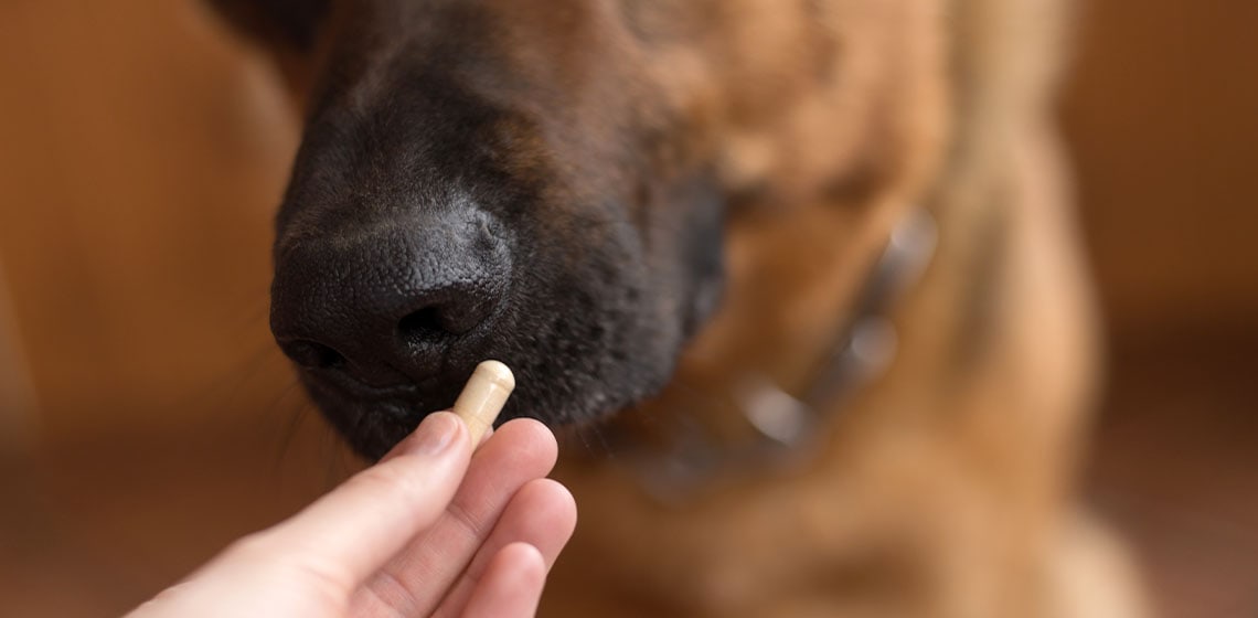 pill administered to a dog
