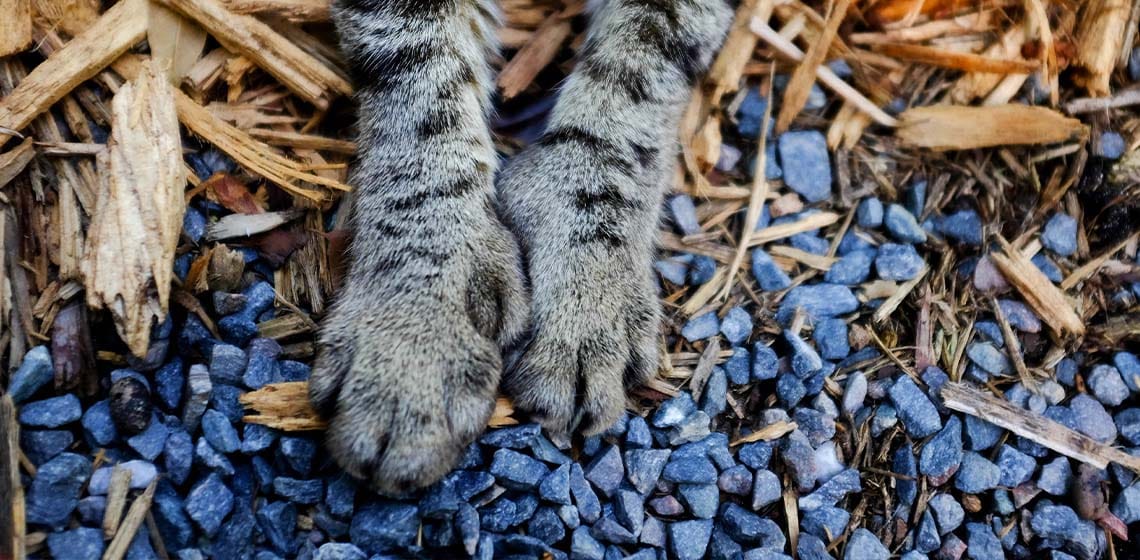 paws of a polydactyl cat