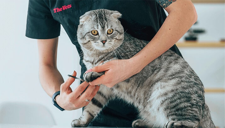 trimming cat nails